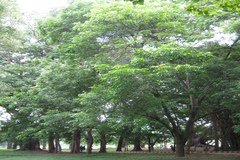 Ailanthus altissima